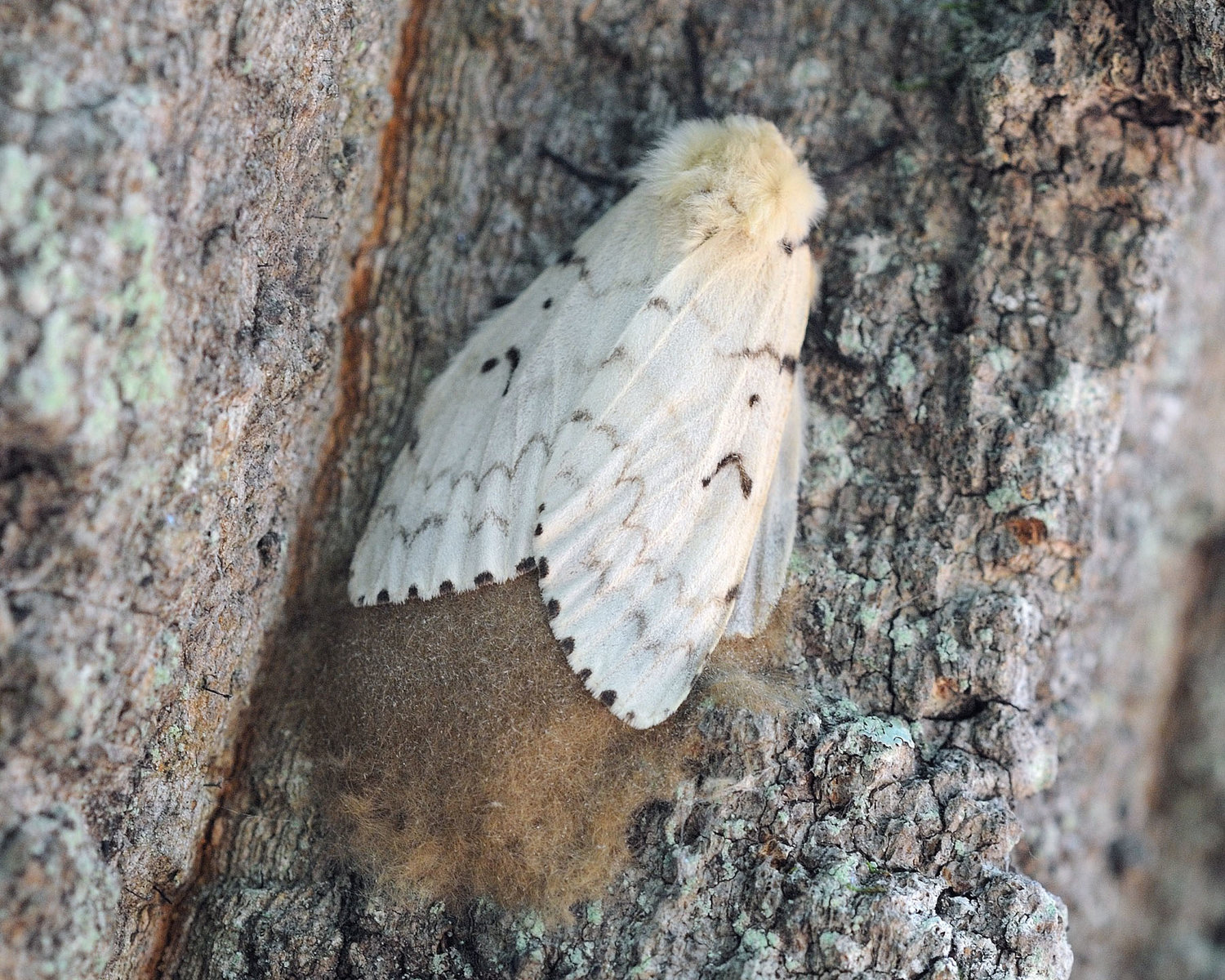 This female adult spongy moth is in the process of laying its eggs during July of last year. Spongy moth egg masses may contain up to 400 to 600 eggs embedded in a fibrous matrix that appears and feels “spongy,” which is likely the source of the new name. The off-white female does not fly as an adult; she waits for one of the many flying light-brown-colored male adults to mate with her. She then lays her eggs and dies soon after..........................